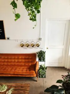 room plant couch interior room plant couch interior