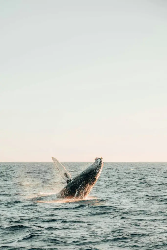 whale sea nature