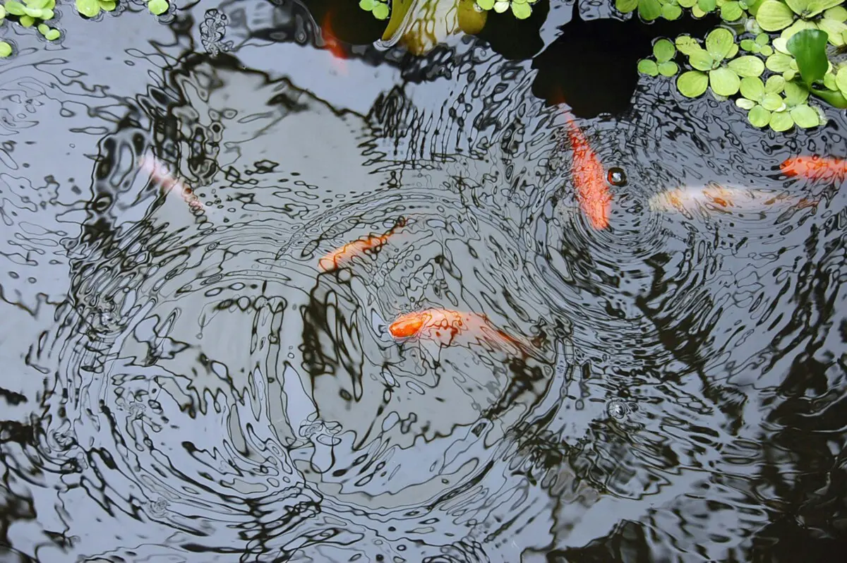 pond fish