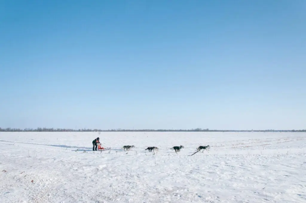 husky arctic snow expedition
