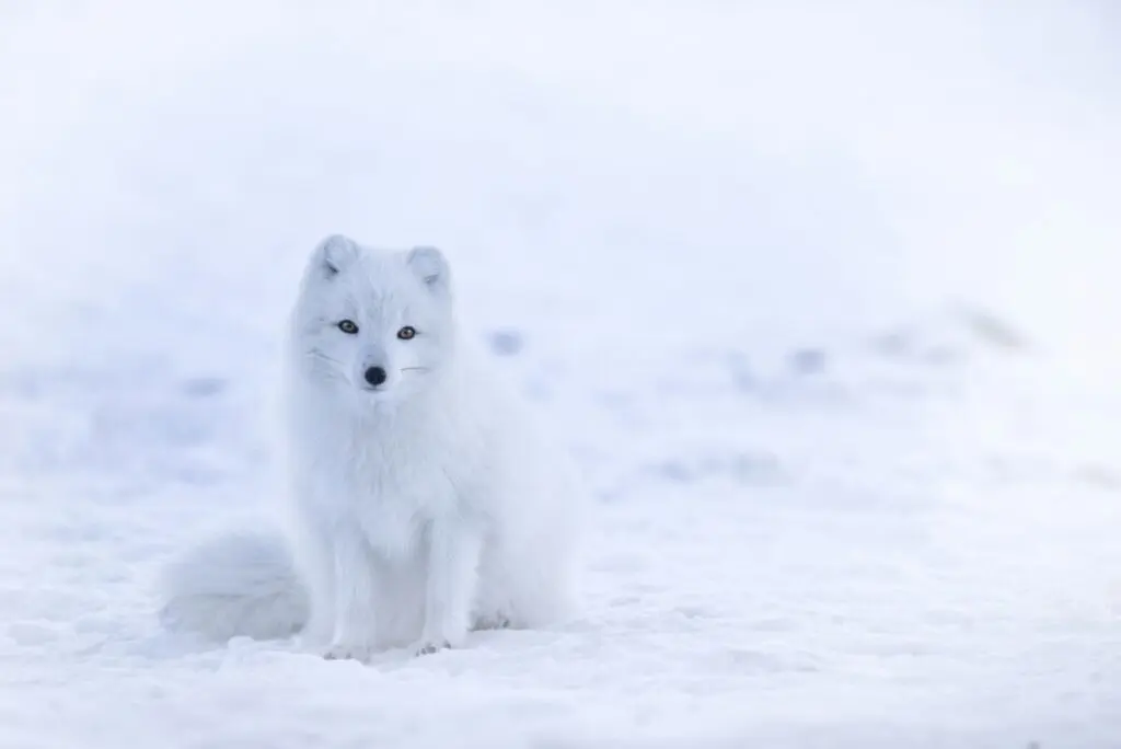 arctic fox nature snow
