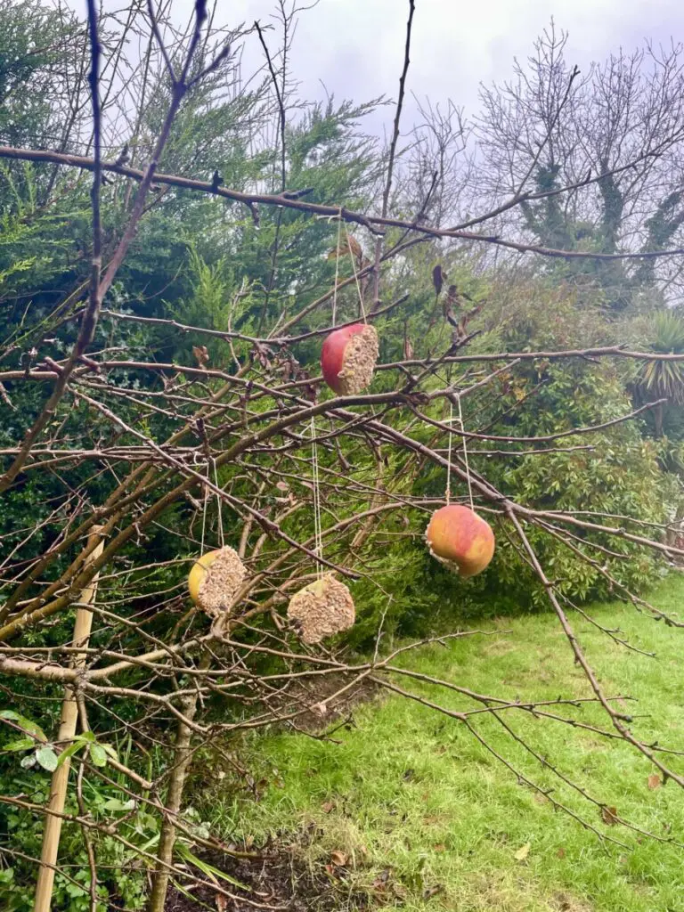 apple bird feed activity