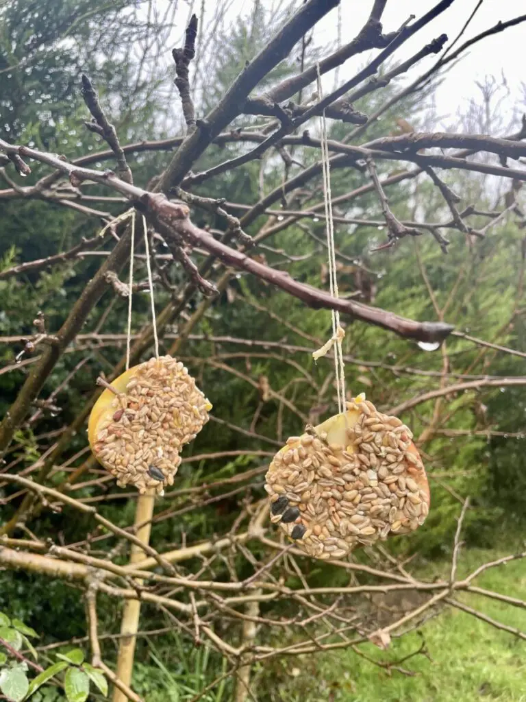 apple bird feed activity
