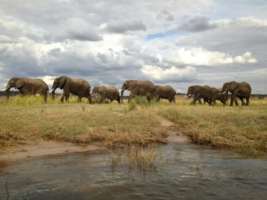 elephants safari africa