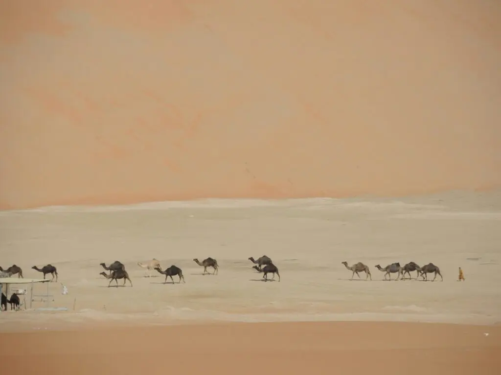 desert UAE camel
