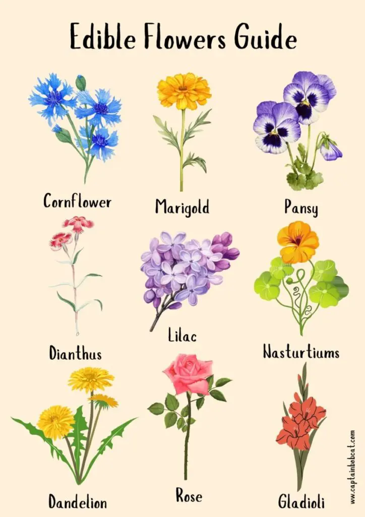 edible flower guide