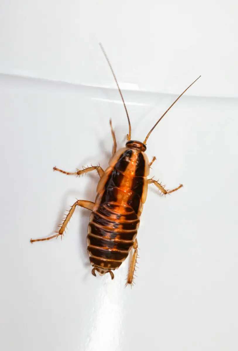 cockroach pest