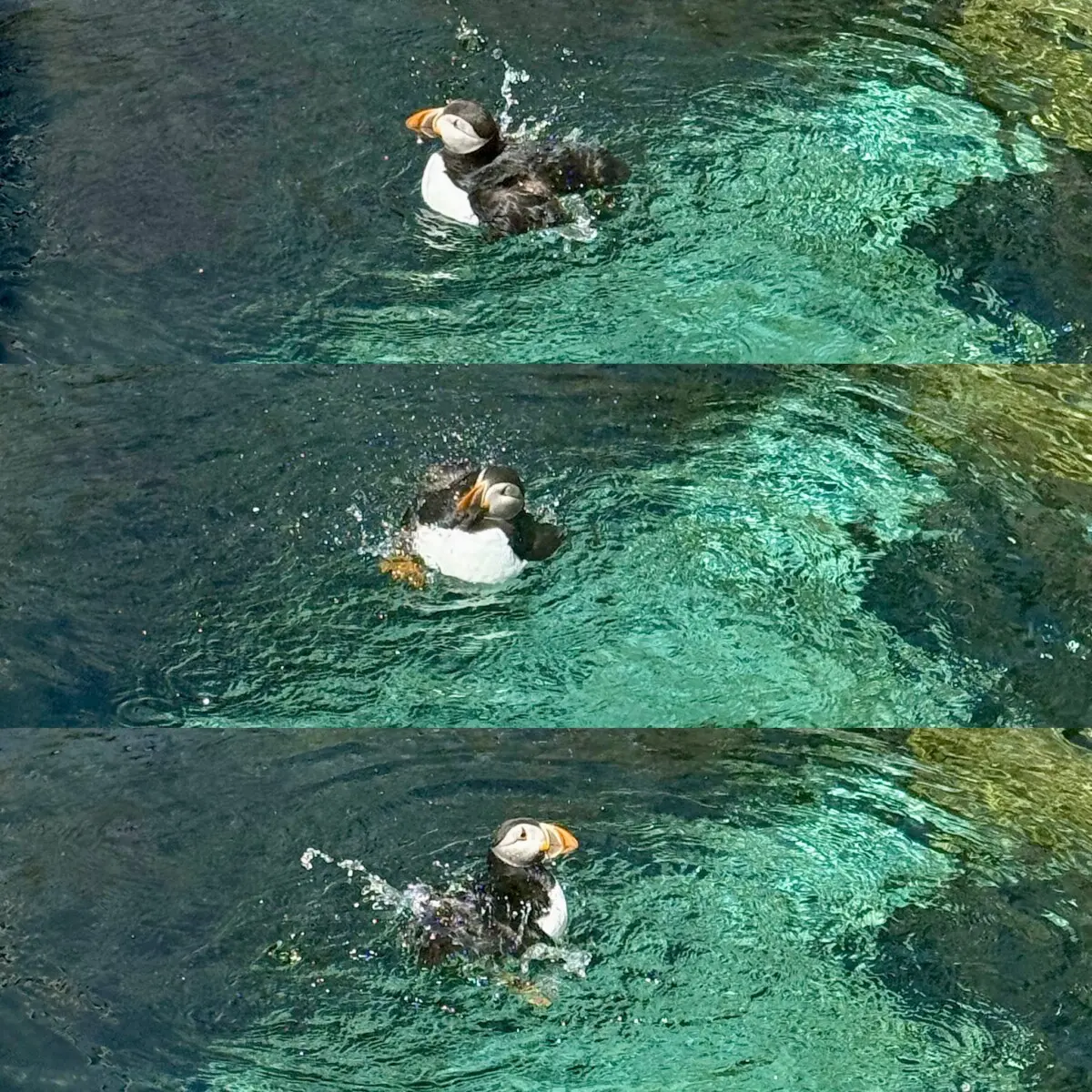 Cornish Seal Sanctuary Review Puffin