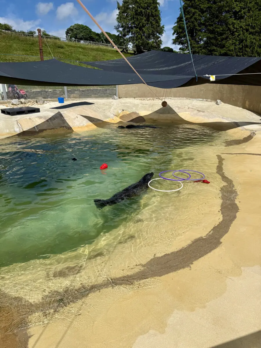 Cornish Seal Sanctuary Review