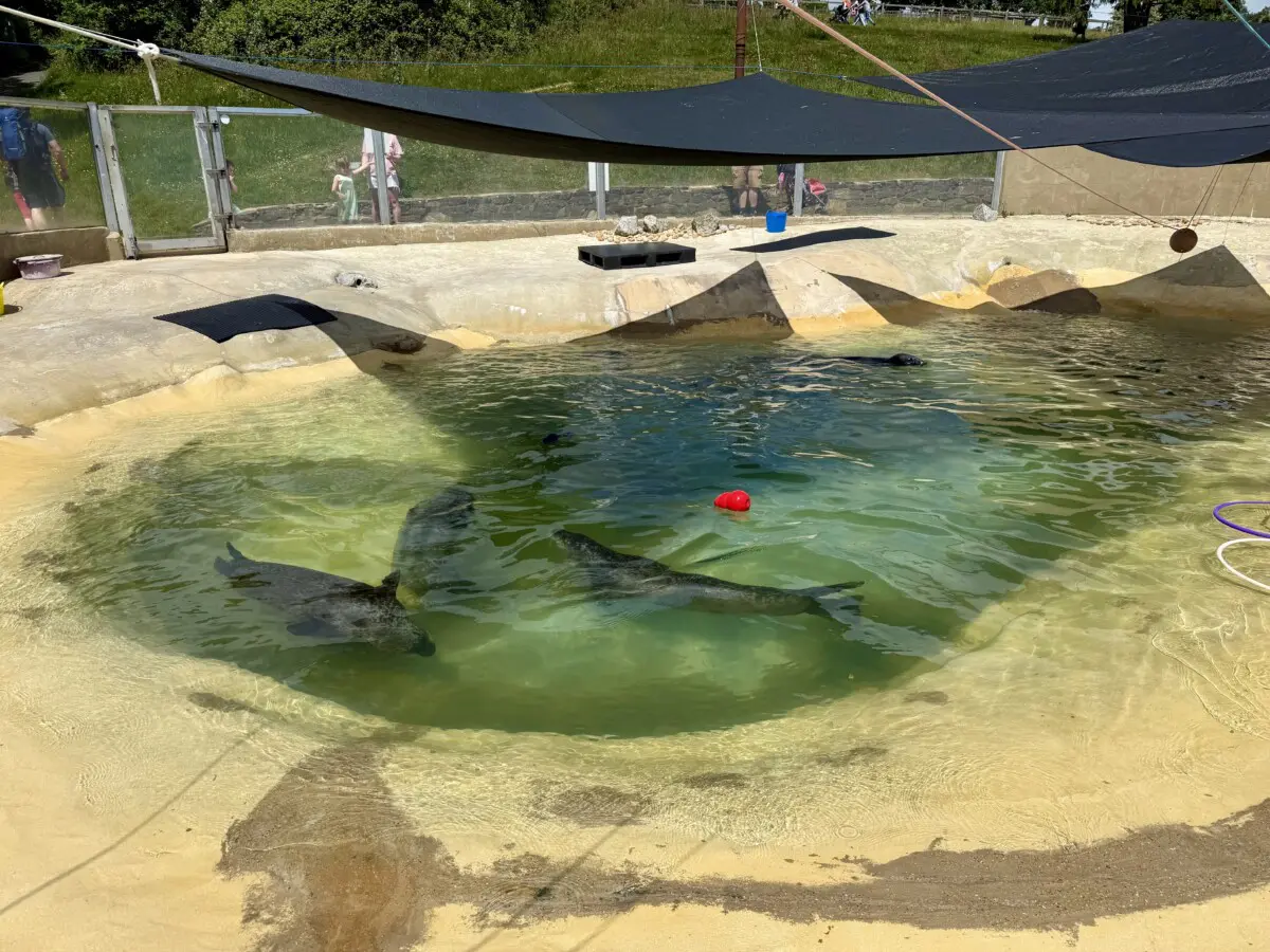 Cornish Seal Sanctuary Review
