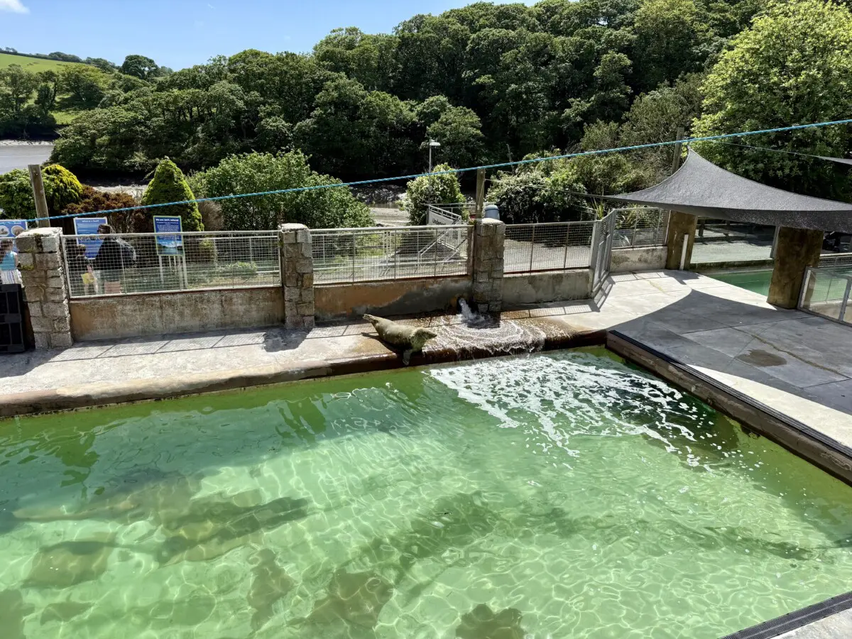 Cornish Seal Sanctuary Review