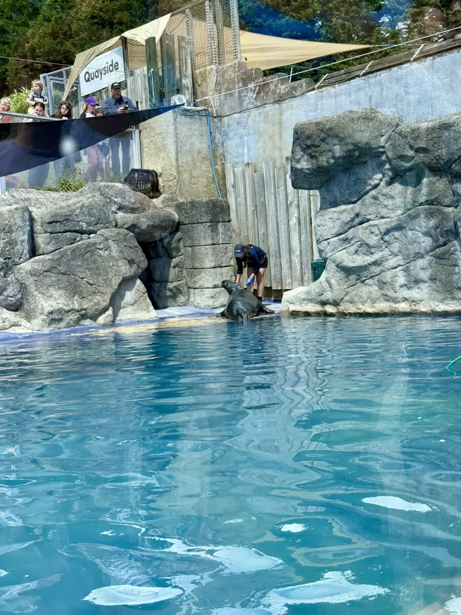 Cornish Seal Sanctuary Review