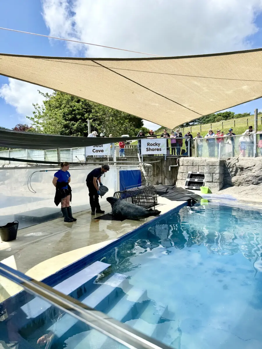 Cornish Seal Sanctuary Review