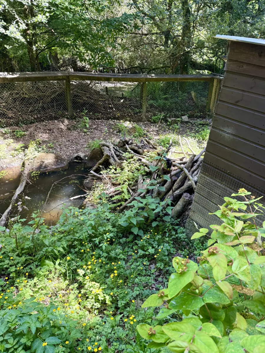 Cornish Seal Sanctuary Review beaver dam