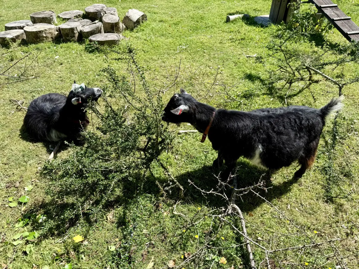 Cornish Seal Sanctuary Review goats
