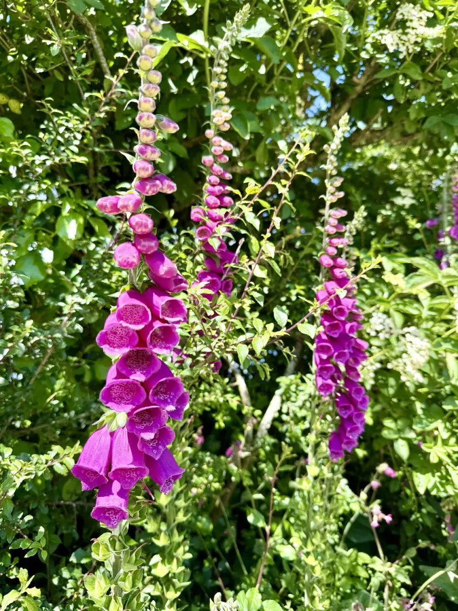 Cornish Seal Sanctuary Review foxgloves