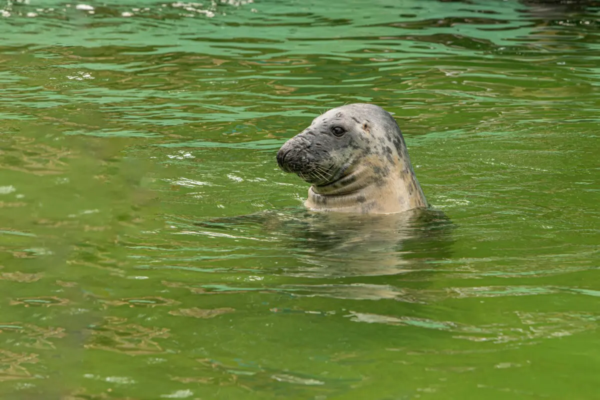 Cornish Seal Sanctuary Review