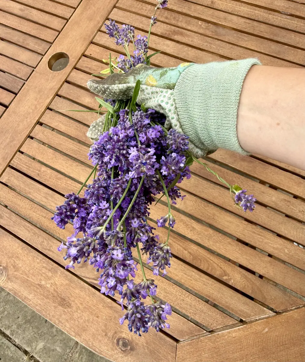 How to Dry Lavender Flowers