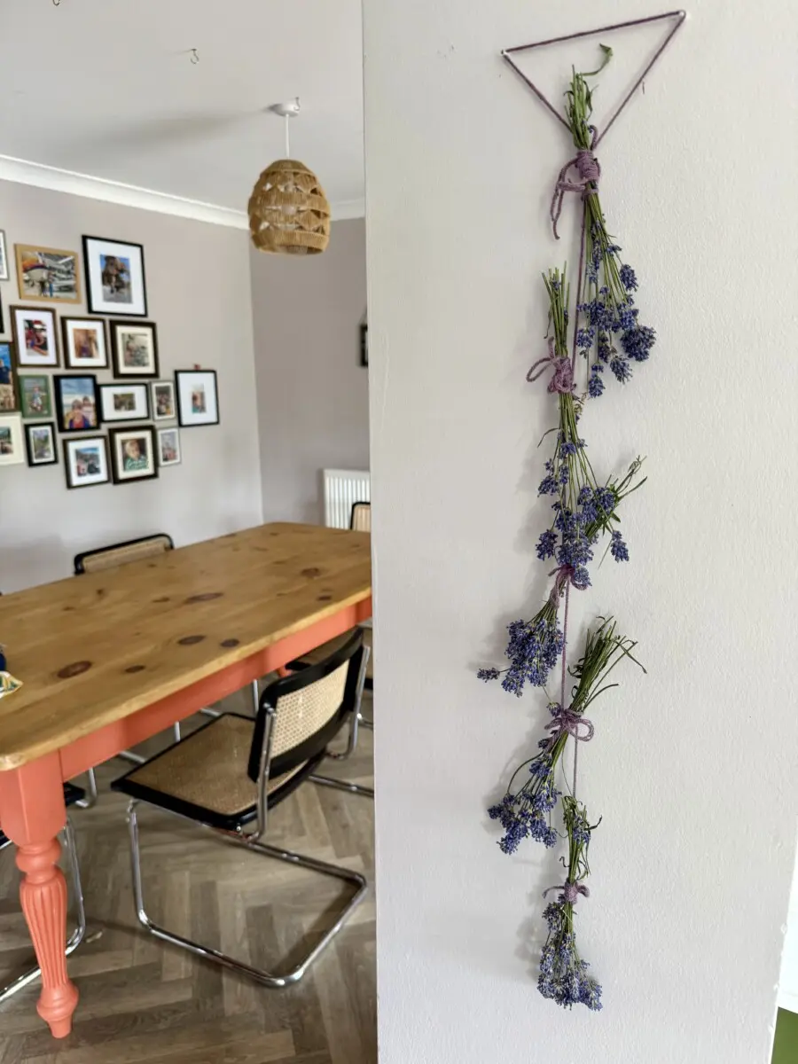 How to Dry Lavender Flowers