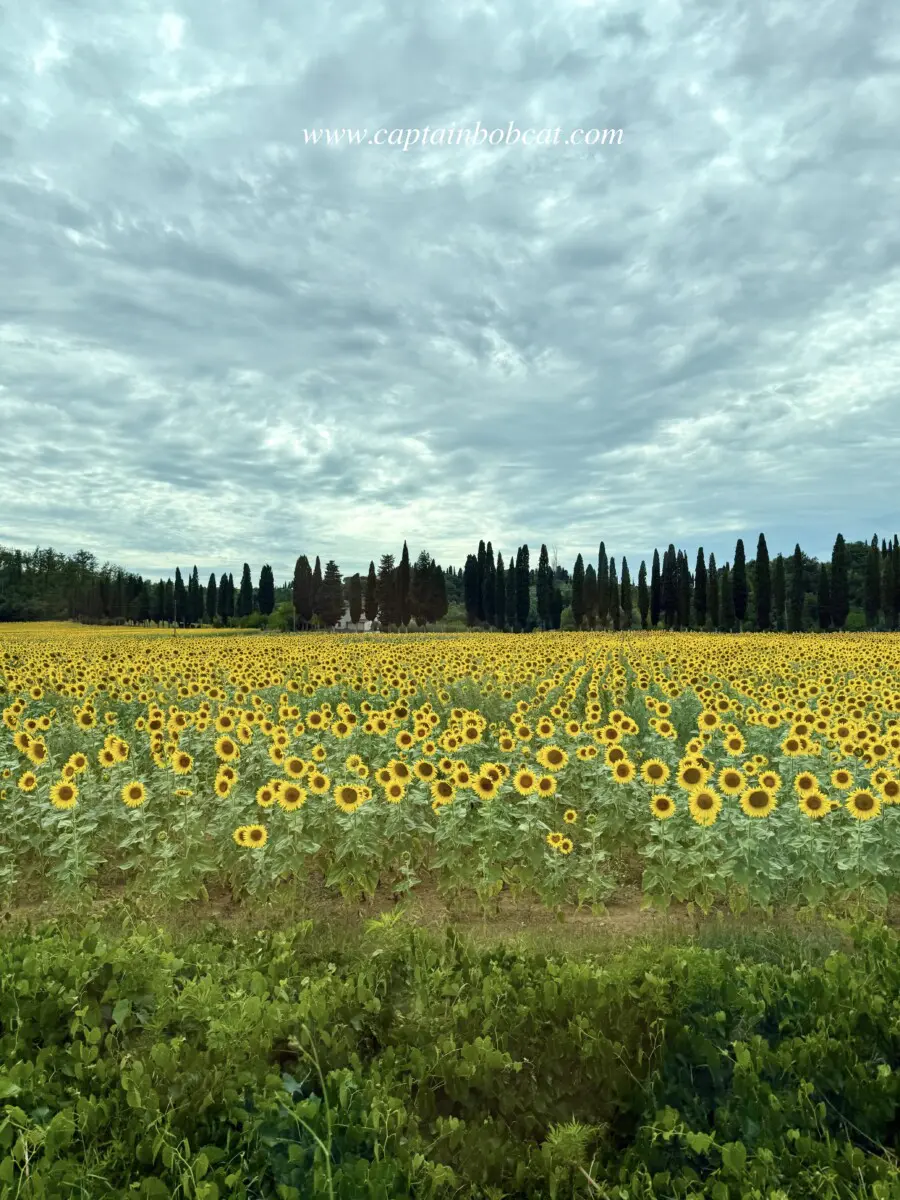 Volterra, Tuscany Sunflowers