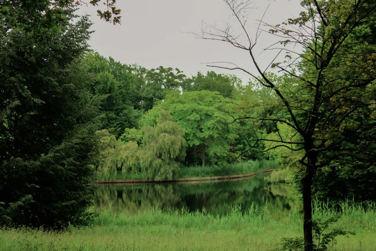 pond nature