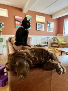 cat and dog pet cat and dog pet