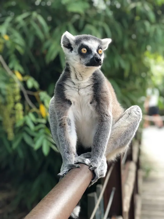 lemur nature animal