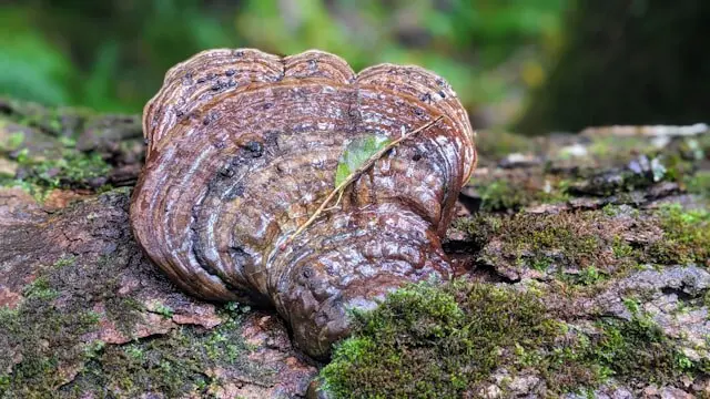 reishi mushroom