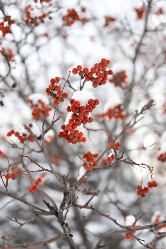 berries winter shrub