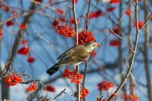 bird eating berries