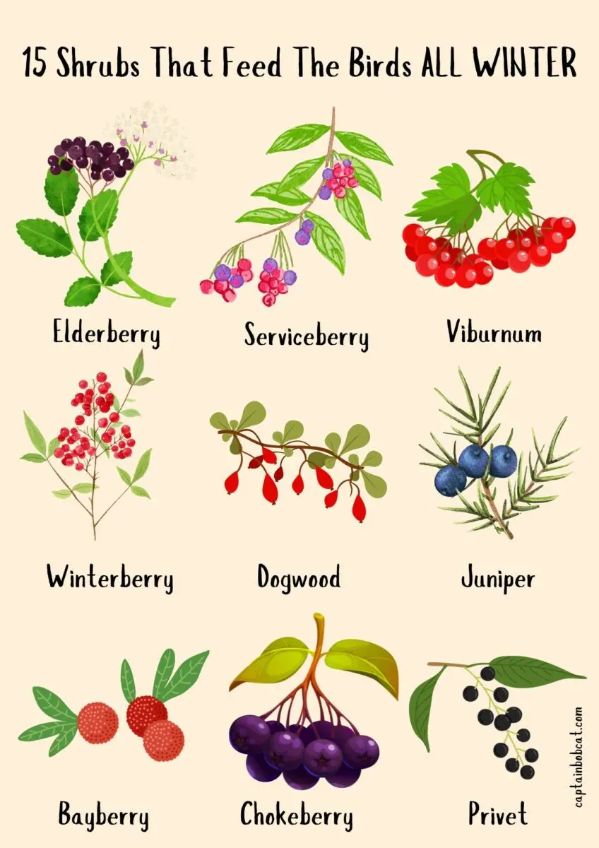 shrubs that feed the birds