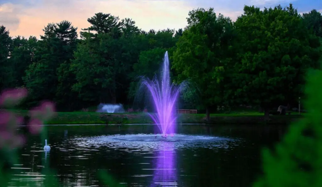 illuminated purple lake-fountain with swan scenic landscape park