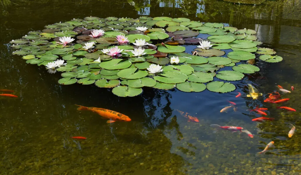 koi pond with water lilies and orange fish garden landscape