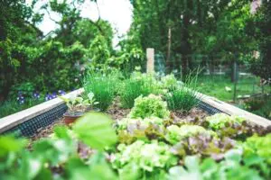 raised bed vegetable gardening