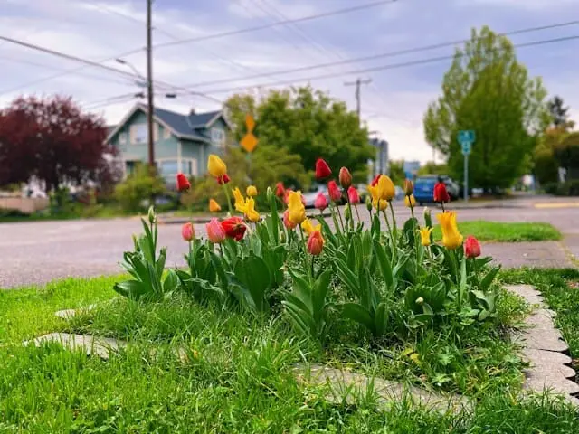 tulips in street flowers
