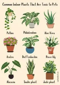 Common Indoor Plants That Are Toxic to Pets