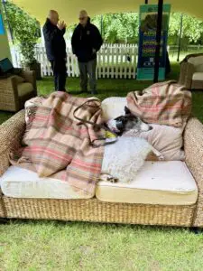 Goodwoof Greyhound rescue Goodwoof Greyhound rescue