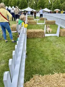 Goodwoof dog agility Goodwoof dog agility