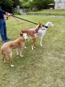 Goodwoof dogs Goodwoof dogs