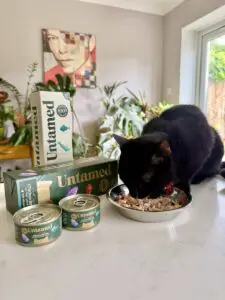 Untamed cat food Tokyo eating
