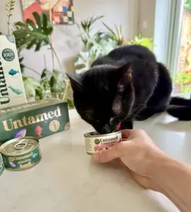 Untamed cat food Tokyo eating from can