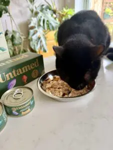 Untamed cat food Tokyo eating from her bowl