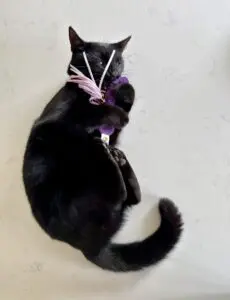 tokyo with cat toy monthly picks