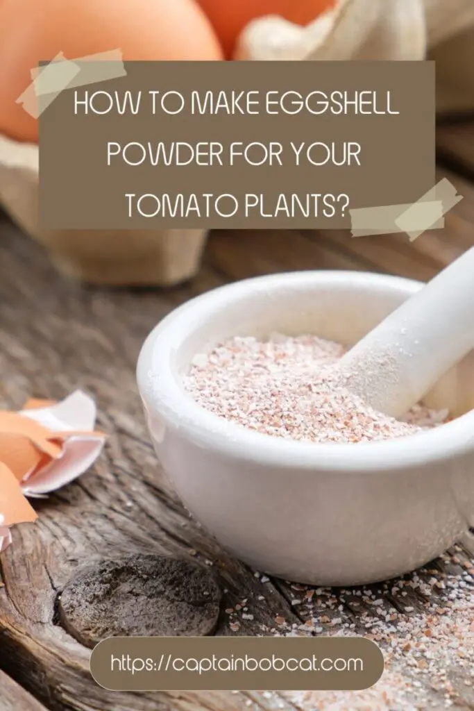 How to Make Eggshell Powder for Your Tomato Plants?