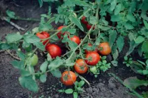 tomato plant