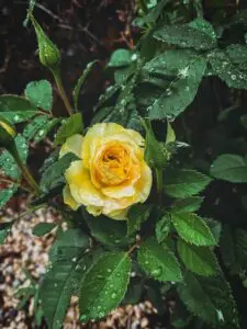 rose garden rain