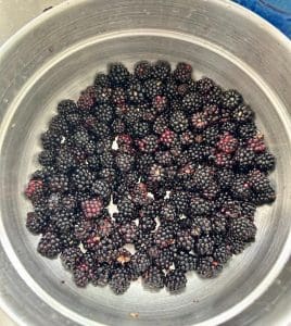 blackberries