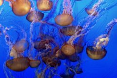 Monterey aquarium