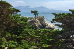 Lone Cypress